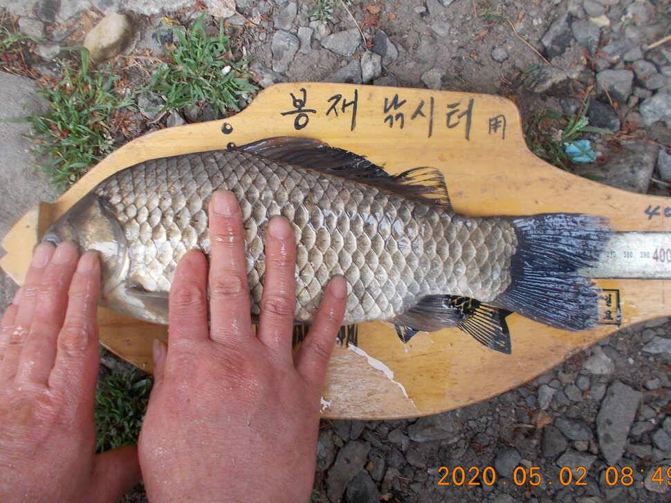 봉재낚시터 5월 2일 토 조황 (유료터정보 - 유료터점주조황)