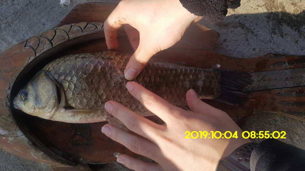 용인 신원낚시터 토종대물48짜리 구경하고 가시겠습니다 (유료터정보 - 유료터점주조황)
