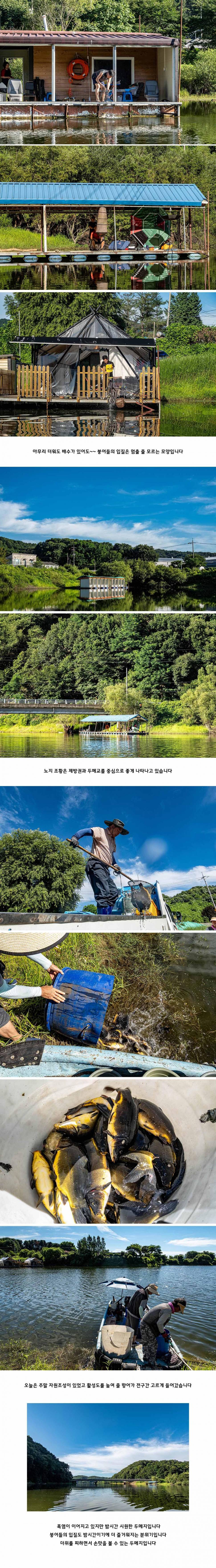 안성 두메낚시터 7월 26일 조황정보 (유료터정보 - 유료터점주조황)