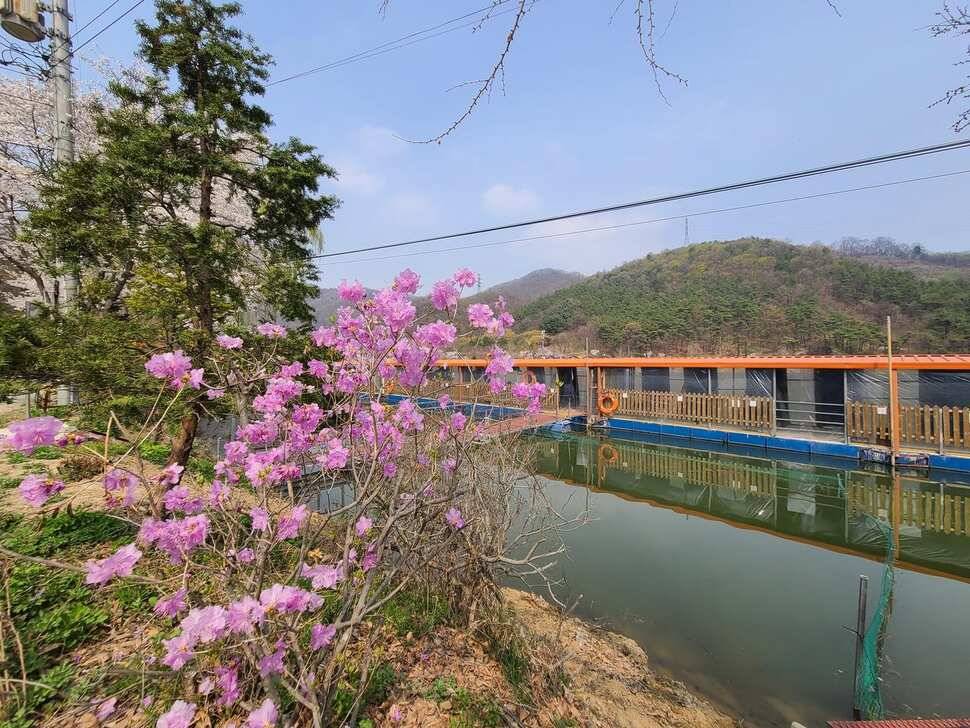 양평 힐링 수곡낚시터 자연산 토종붕어 대량방류 및 주중조황 안내 (유료터정보 - 유료터점주조황)