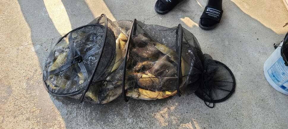 공주 고성낚시터 입니다 (유료터정보 - 유료터점주조황)