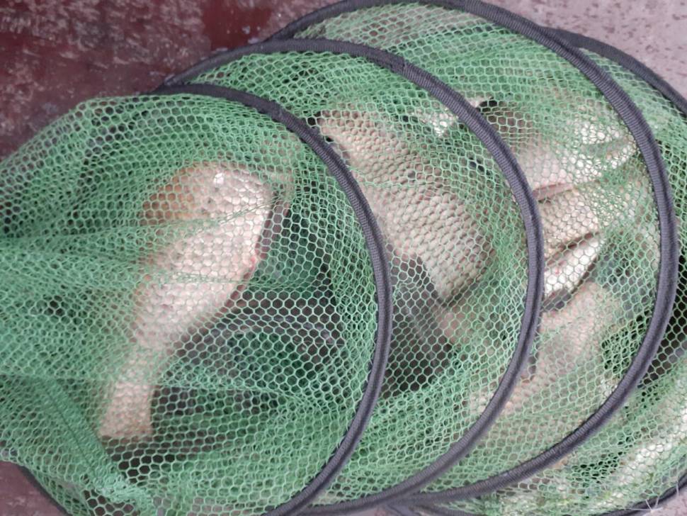 경주 동산낚시터붕어전용잡이터지난주 조황 (유료터정보 - 유료터점주조황)