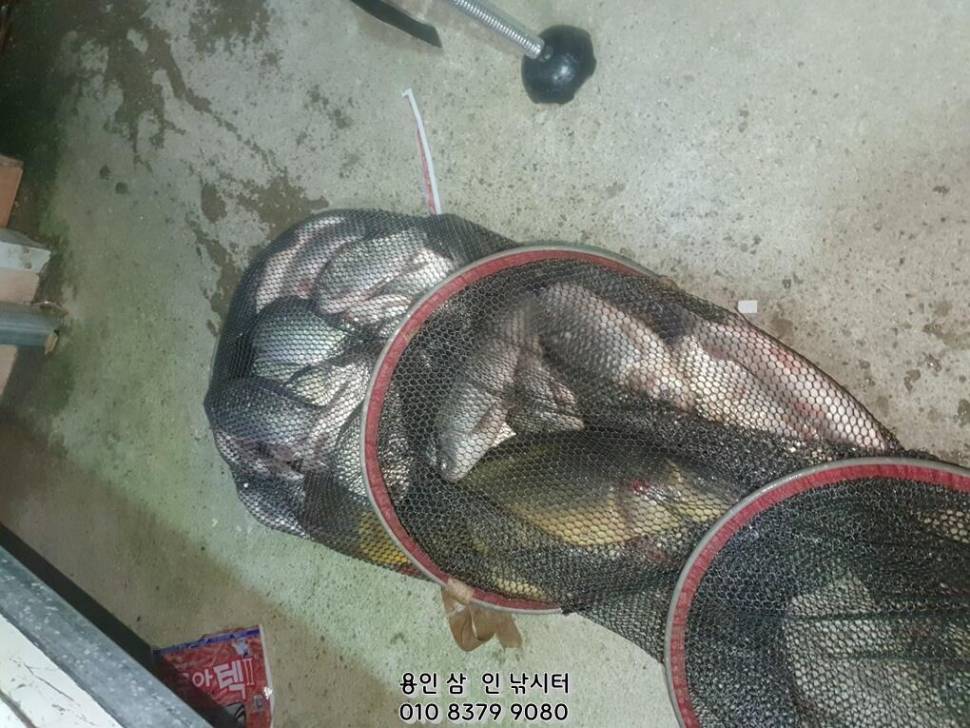 추워 질 땐 따뜻한 삼인 낚시터로용인삼인낚시터 (유료터정보 - 유료터점주조황)