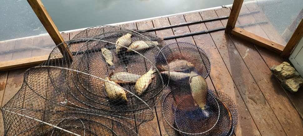 힐링 수곡낚시터 주초에도 고르게 조황이 나오며 오늘도 붕어방류 진행합니다 (유료터정보 - 유료터점주조황)