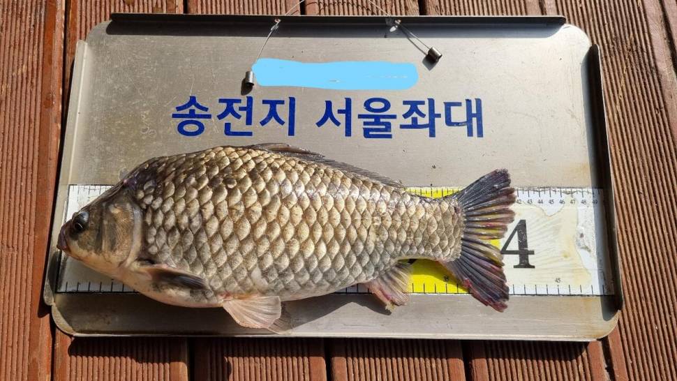 송전지서울좌대4월24일조황 (유료터정보 - 유료터점주조황)