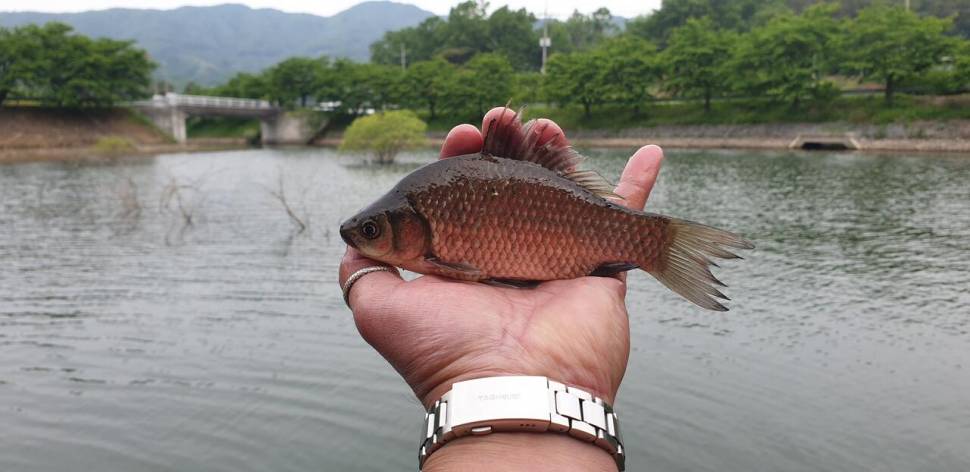 공주 고성 낚시터입니다 (유료터정보 - 유료터점주조황)