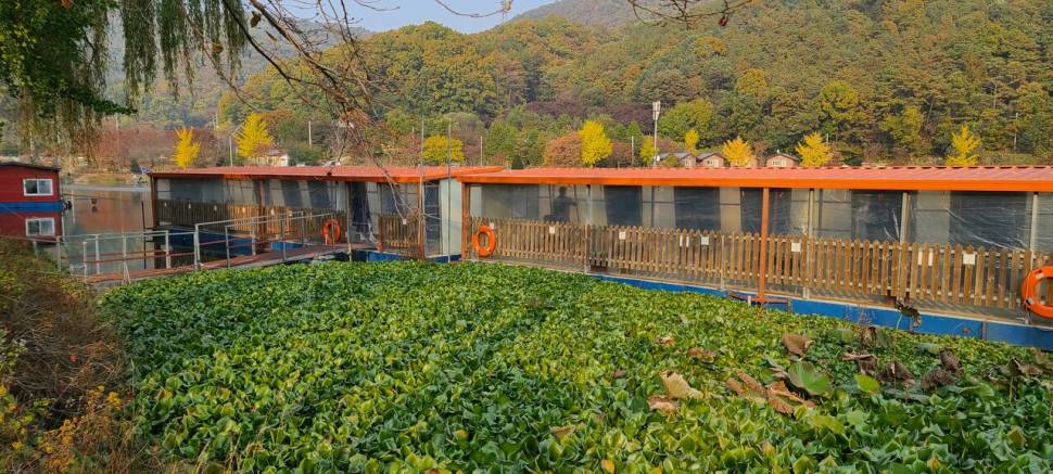힐링양평 가을 수곡낚시터 월화요일 주초 조황 오늘 붕어방류 (유료터정보 - 유료터점주조황)