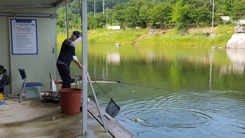 힐링 양평 수곡낚시터 목금요일 편차가 많아 고른 조황이 나오지 못했네요 오늘 붕어방류 완료 (유료터정보 - 유료터점주조황)