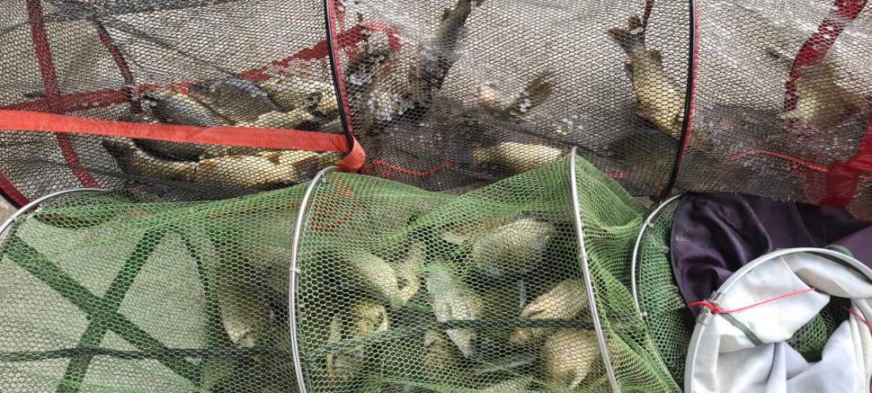양평 여름 피서낚시 힐링 수곡낚시터 주말도 좋은조황 이어집니다 (유료터정보 - 유료터점주조황)