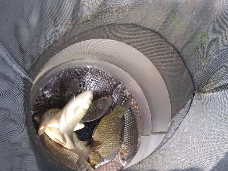 양평 힐링 수곡낚시터 바닥 토종대물 4짜 포함 붕어 마릿수도 꾸준히 늘어납니다 (유료터정보 - 유료터점주조황)