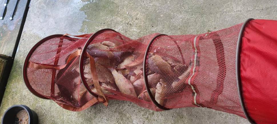 어제 맛남의광장 양평 편 수곡낚시터 목요일 조황도 고르게 나와줍니다 (유료터정보 - 유료터점주조황)