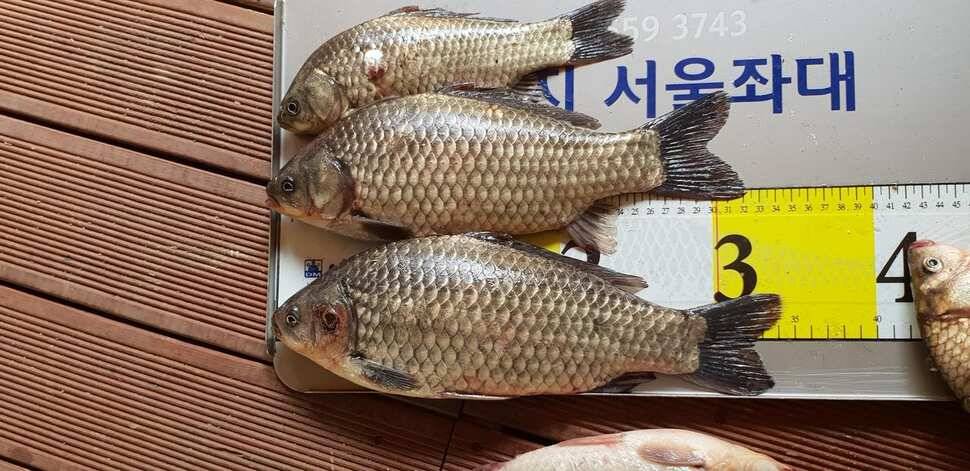 송전지서울좌대5월29일조황 (유료터정보 - 유료터점주조황)