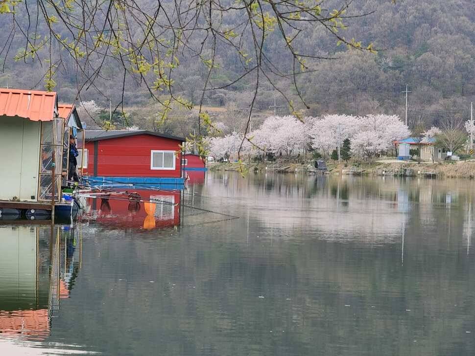 힐링 양평 수곡낚시터 주말조황 및 방류안내 (유료터정보 - 유료터점주조황)