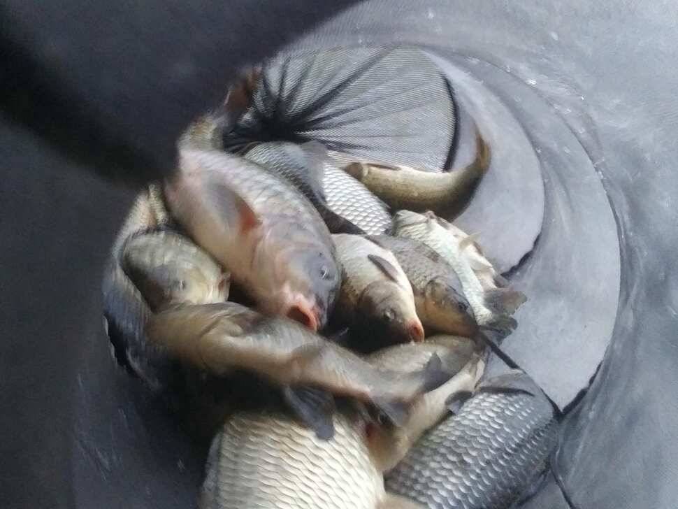양평 수곡낚시터 오늘 붕어 대량 방류 및 조황 안내1111 (유료터정보 - 유료터점주조황)