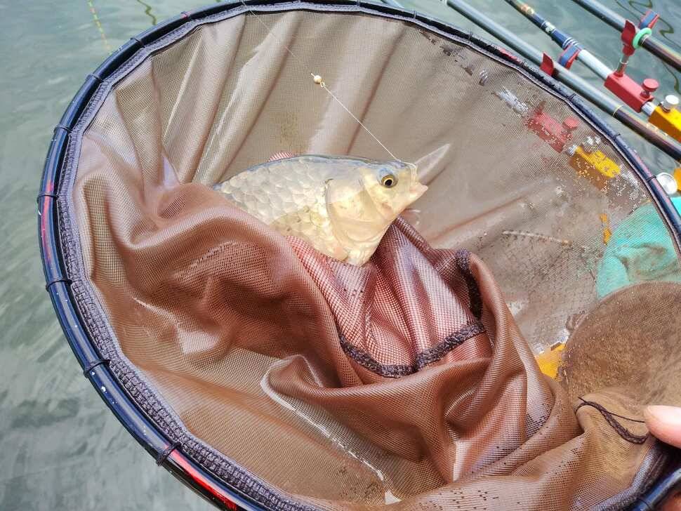 양평 붕어낚시 수곡낚시터 초대박 조황과 고른 조황이며 낮시간 부터 붕어들이 나와주네요 (유료터정보 - 유료터점주조황)