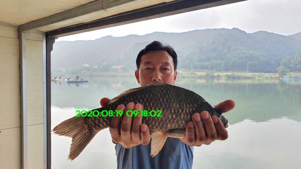 신원낚시터 8월27일 토종붕어 45짜리와 덩어리들 사진입니다 (유료터정보 - 유료터점주조황)