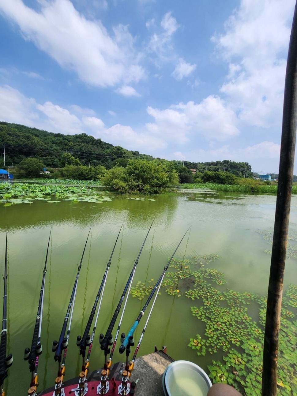 당진 가교리 낚시터 5월 27일 조황입니다 (유료터정보 - 유료터점주조황)