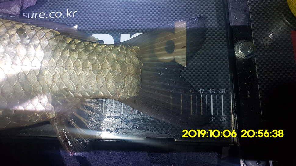 용인 신원낚시터 토종대물48짜리 구경하고 가시겠습니다 (유료터정보 - 유료터점주조황)