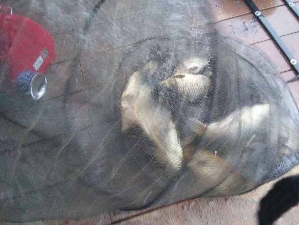 양평 수곡낚시터 자연산 토종붕어 방류 및 주말 조황 안내 (유료터정보 - 유료터점주조황)