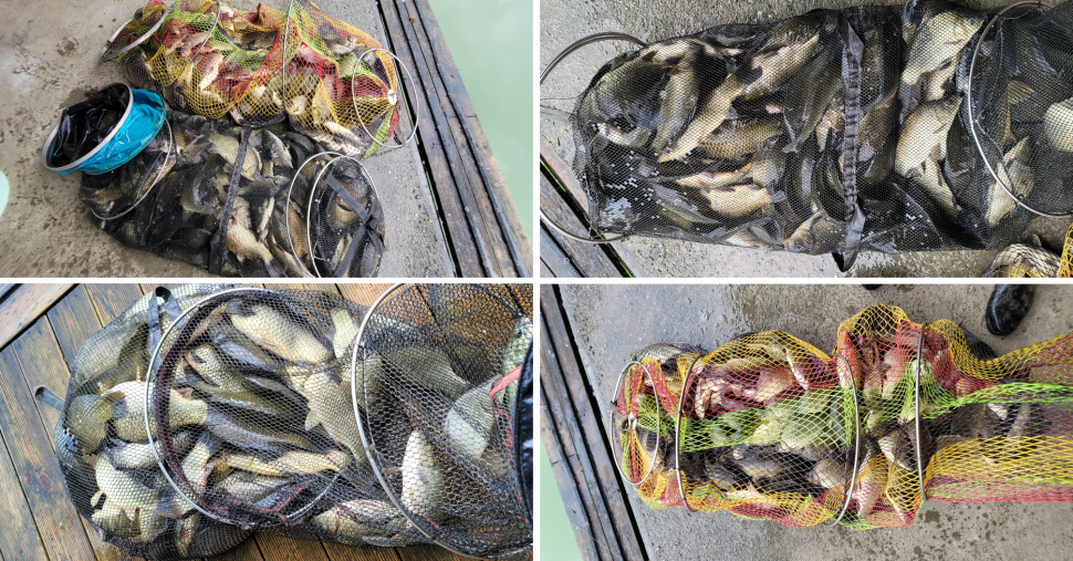 여름휴가 계곡지 피서 양평 힐링 수곡낚시터 주중 호조황 포함 꾸준하네요 오늘 붕어방류 완료 (유료터정보 - 유료터점주조황)