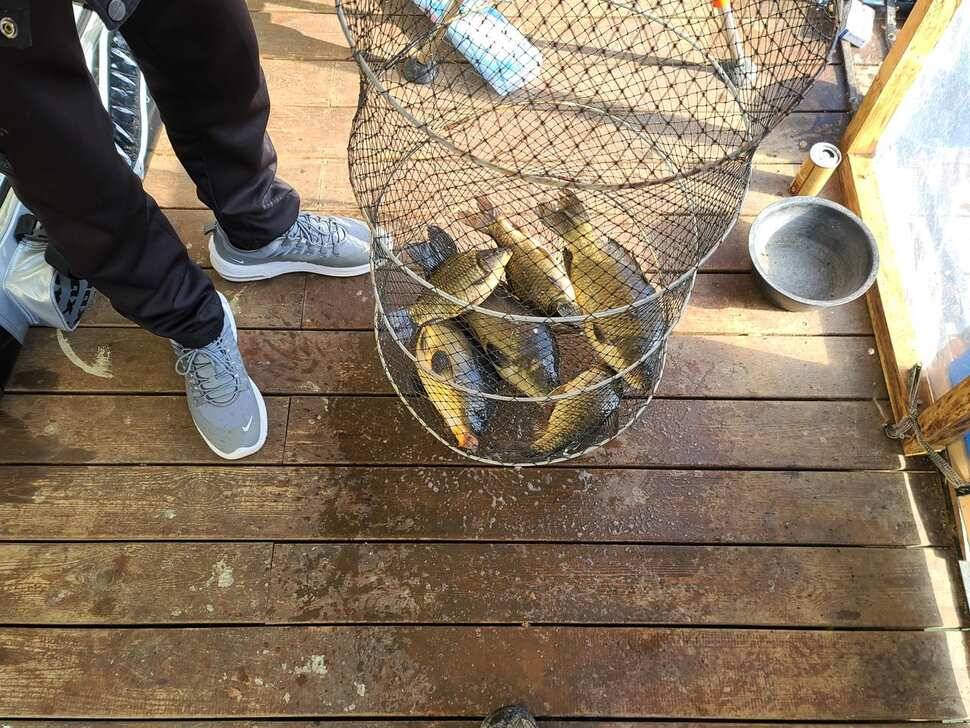 힐링 양평 수곡낚시터 주중주말 조황 및 붕어방류 안내 (유료터정보 - 유료터점주조황)