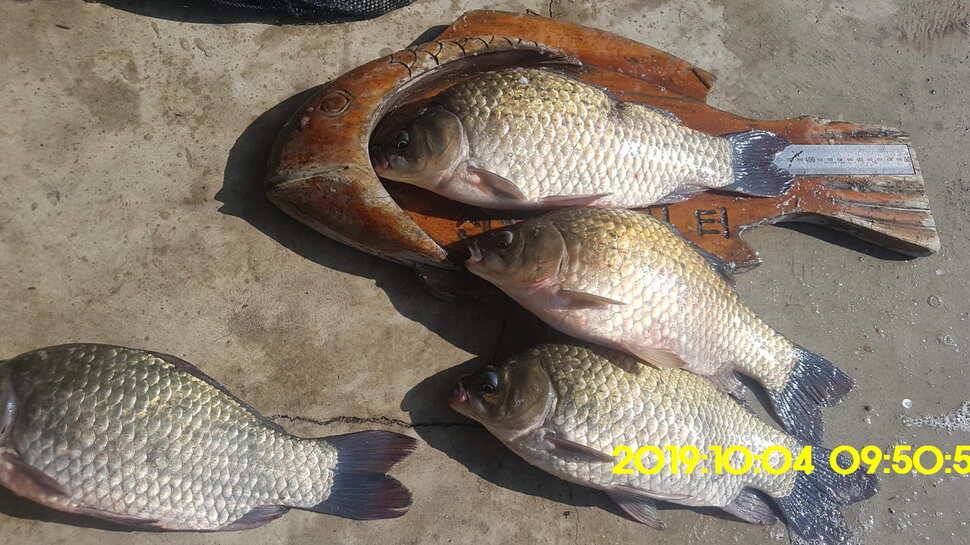 용인 신원낚시터 토종대물48짜리 구경하고 가시겠습니다 (유료터정보 - 유료터점주조황)