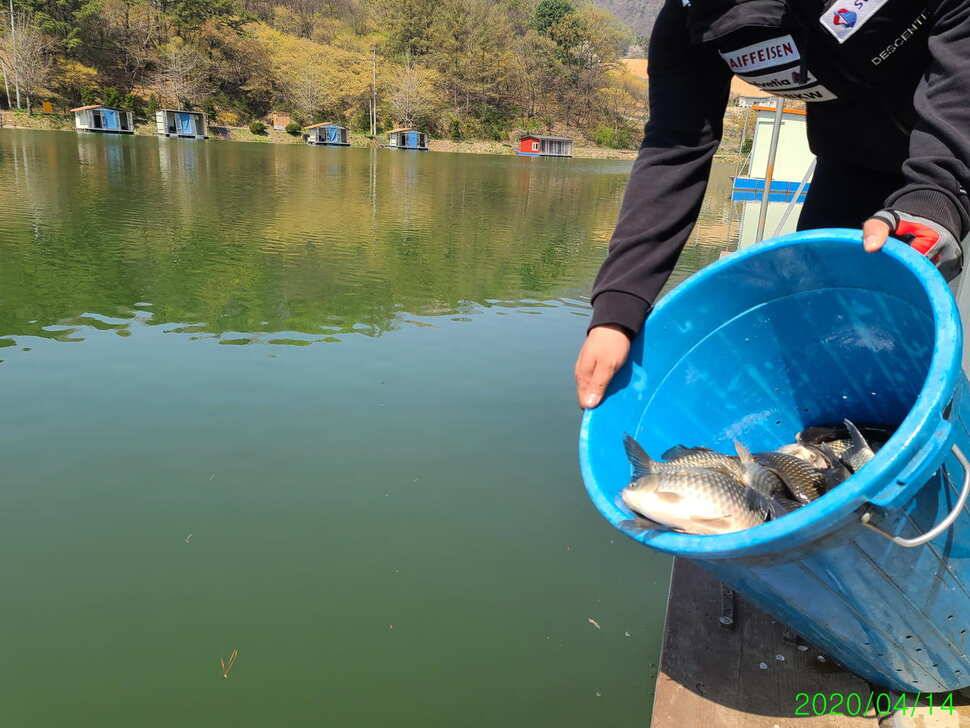 양평 수곡낚시터 자연산 토종붕어 대량방류 (유료터정보 - 유료터점주조황)