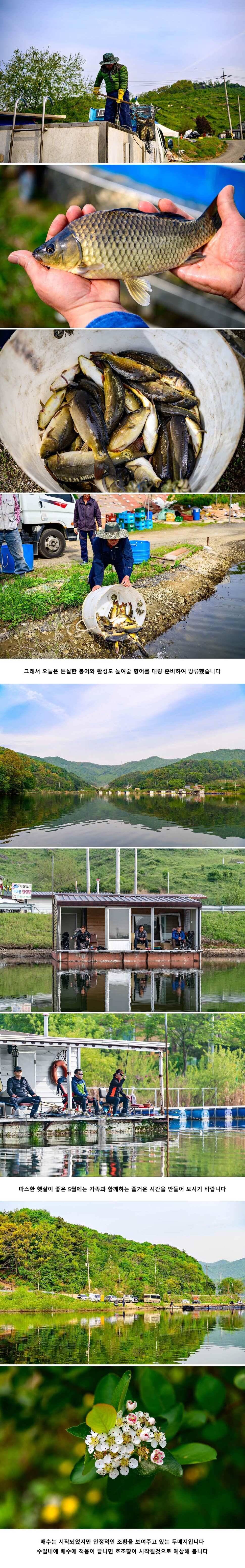 안성 두메낚시터 5월 5일 조황정보 (유료터정보 - 유료터점주조황)