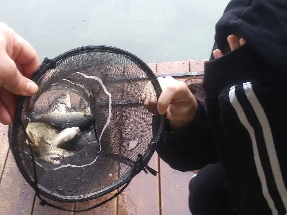 양평 힐링 수곡낚시터 어제 조황도 큰편차없이 고르게 괜찬았습니다 내일도 붕어방류 이어집니다 (유료터정보 - 유료터점주조황)