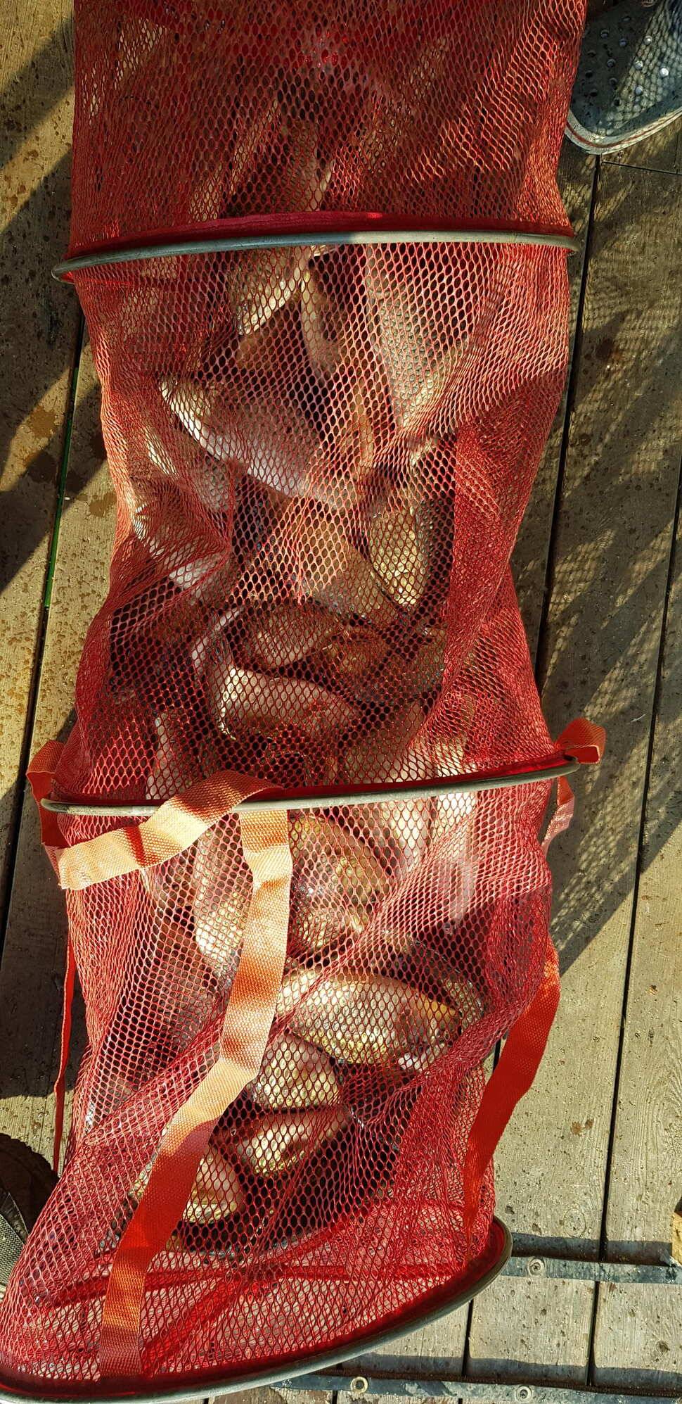 힐링 양평 수곡낚시터 주중 고른 조황이네요수상좌대 할인요금 및 주말 붕어방류 안내 (유료터정보 - 유료터점주조황)