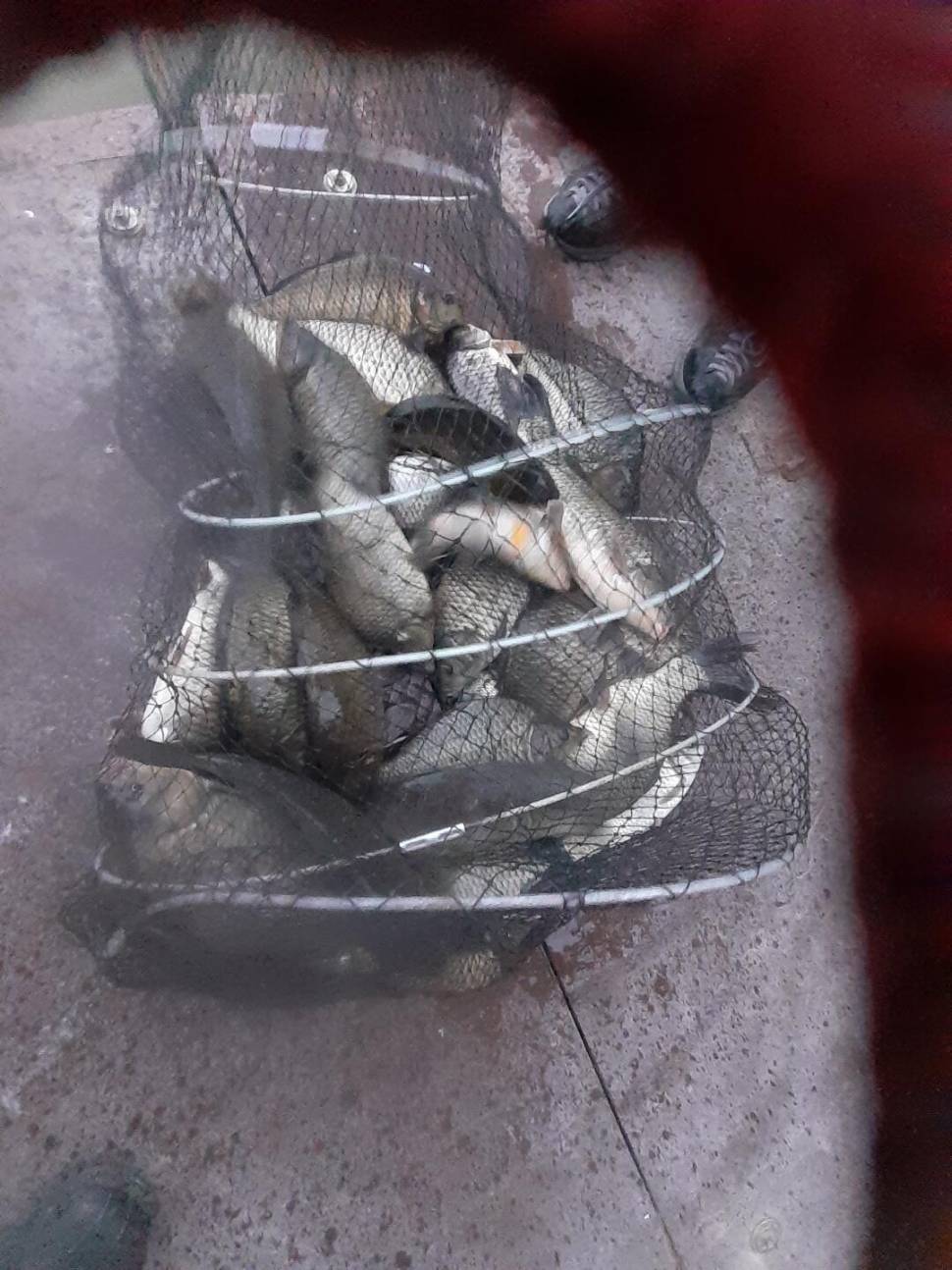 1미터 찌를 몸통까지 올려주는 경주동산낚시터 붕어들 (유료터정보 - 유료터점주조황)