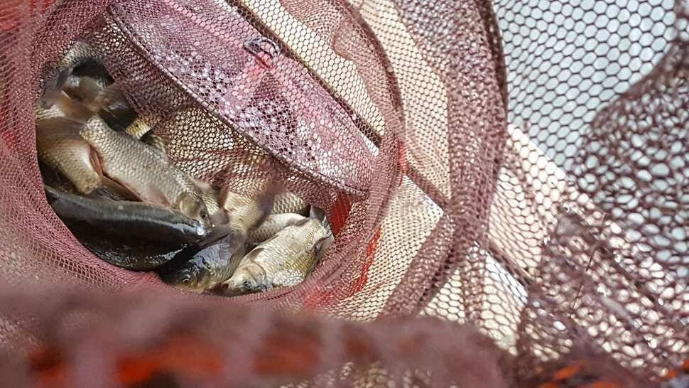 수곡낚시터 연휴 붕어조황 더 좋아졌으며 내일도 붕어방류 합니다 (유료터정보 - 유료터점주조황)