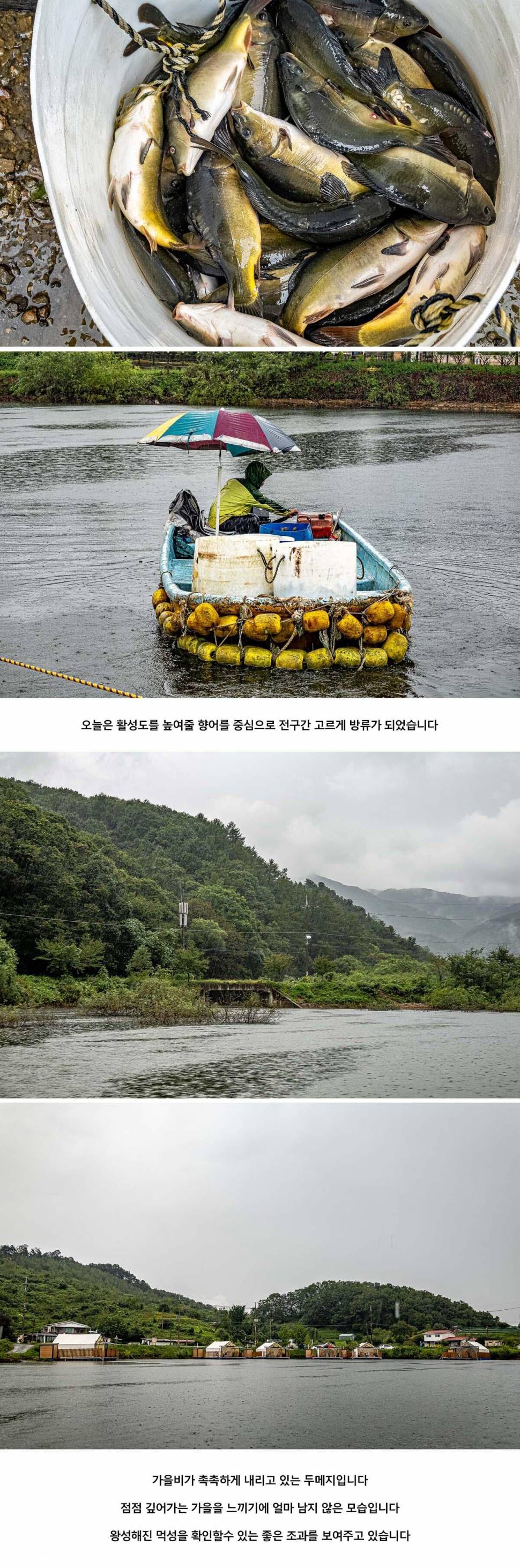 안성 두메낚시터 9월 12일 조황정보 (유료터정보 - 유료터점주조황)