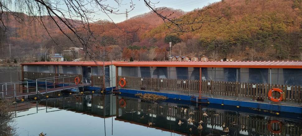 겨울붕어낚시 수곡낚시터 수상좌대할인 행사 및 주중 조황 붕어 방류 안내 (유료터정보 - 유료터점주조황)