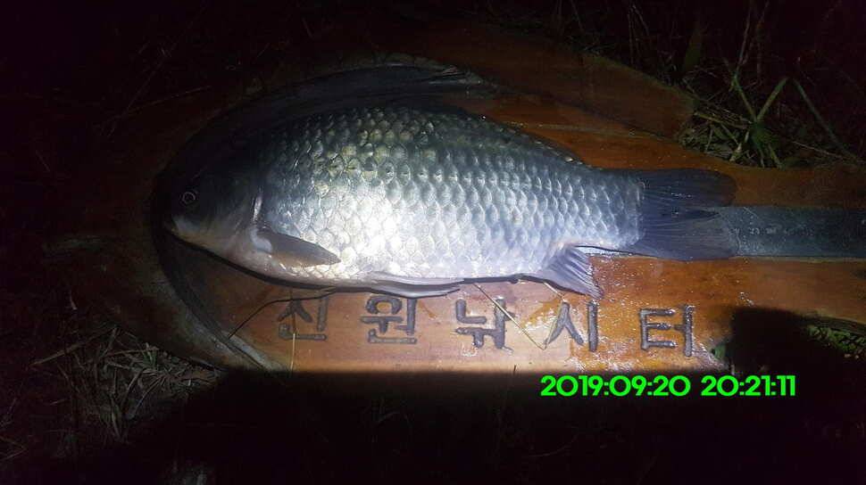 신원낚시터 9월23일 토종대물 덩어리와 4짜가 마릿수로 (유료터정보 - 유료터점주조황)