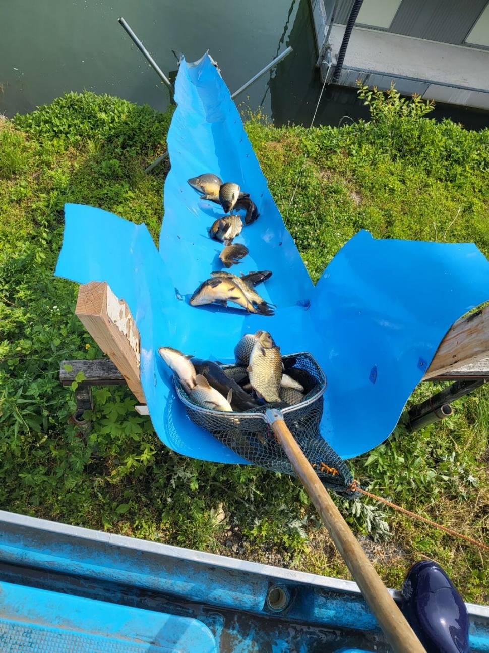 충북 괴산 오가리낚시터 6월 7일 조황 및 붕어 입어모습입니다 (유료터정보 - 유료터점주조황)