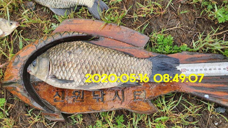 신원낚시터 6월2일토종대물 445짜리와 덩어리들 사진입니다 (유료터정보 - 유료터점주조황)