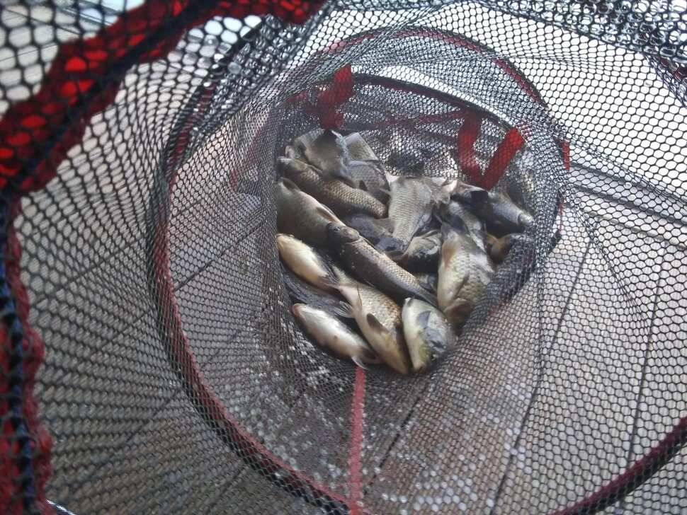 양평 수곡 낚시터 오늘도 자연산 토종붕어 대량 방류 및 조황 안내드려요 (유료터정보 - 유료터점주조황)
