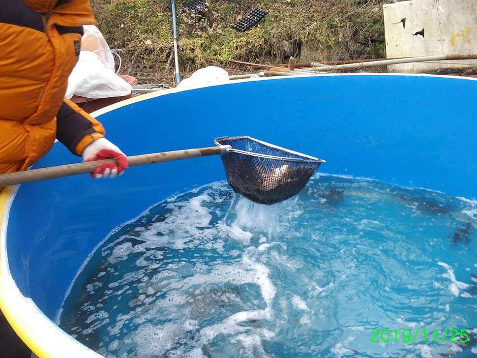 수곡낚시터 사은행사 및 방한시설 완비 자연산 붕어 금일 또 방류 조황 안내 (유료터정보 - 유료터점주조황)