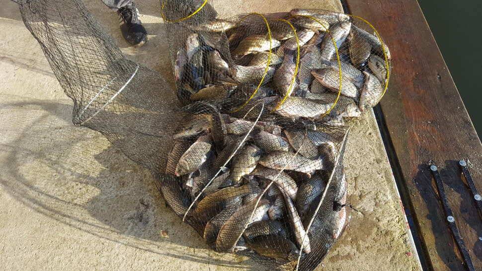 양평 붕어낚시 수곡낚시터 초대박 조황과 고른 조황이며 낮시간 부터 붕어들이 나와주네요 (유료터정보 - 유료터점주조황)