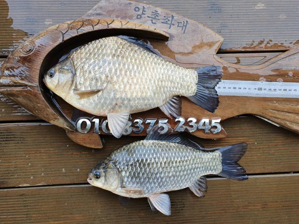 고삼지 사짜붕어 급행열차급 조황 (유료터정보 - 유료터점주조황)