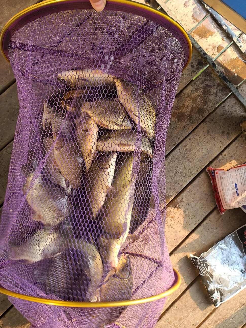 힐링 양평 수곡낚시터 4짜 대물붕어 포함 주중조황 및 붕어방류 안내 (유료터정보 - 유료터점주조황)