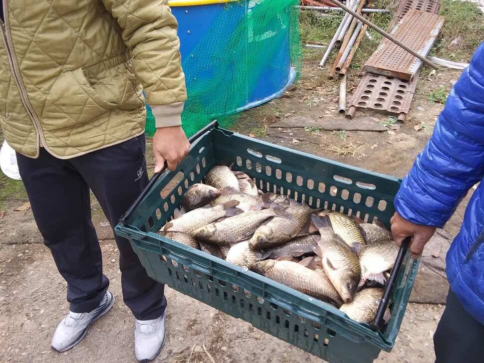 양평 수곡낚시터 자연산 토종붕어 방류 및 주말 조황 안내 (유료터정보 - 유료터점주조황)