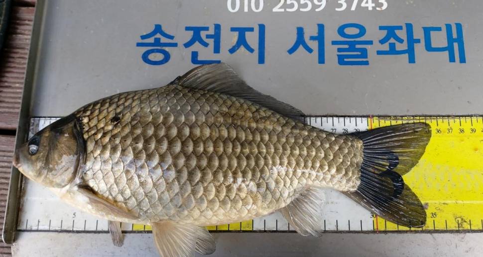 송전지서울집좌대4월23일조황 (유료터정보 - 유료터점주조황)