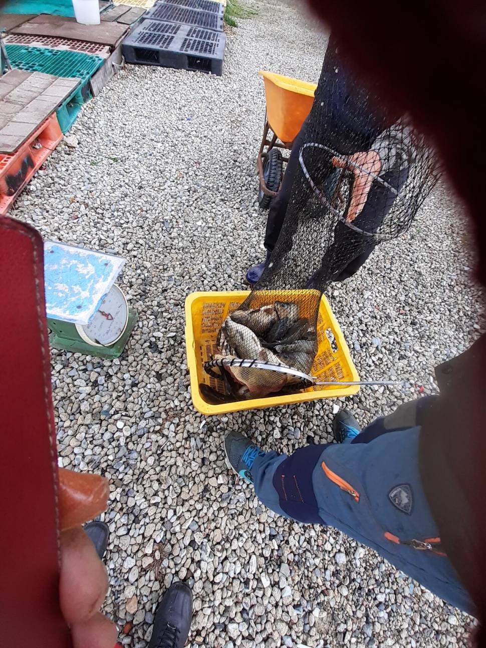 경주 동산낚시터붕어 전용잡이터지난주 조황 (유료터정보 - 유료터점주조황)