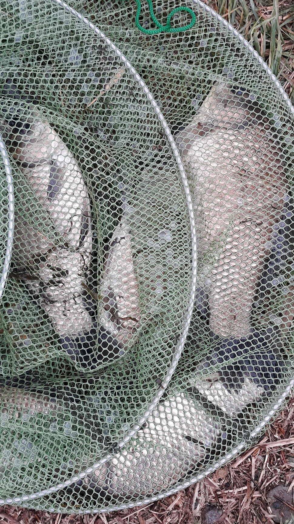 이천성호낚시터 주중조황과 대방류 (유료터정보 - 유료터점주조황)