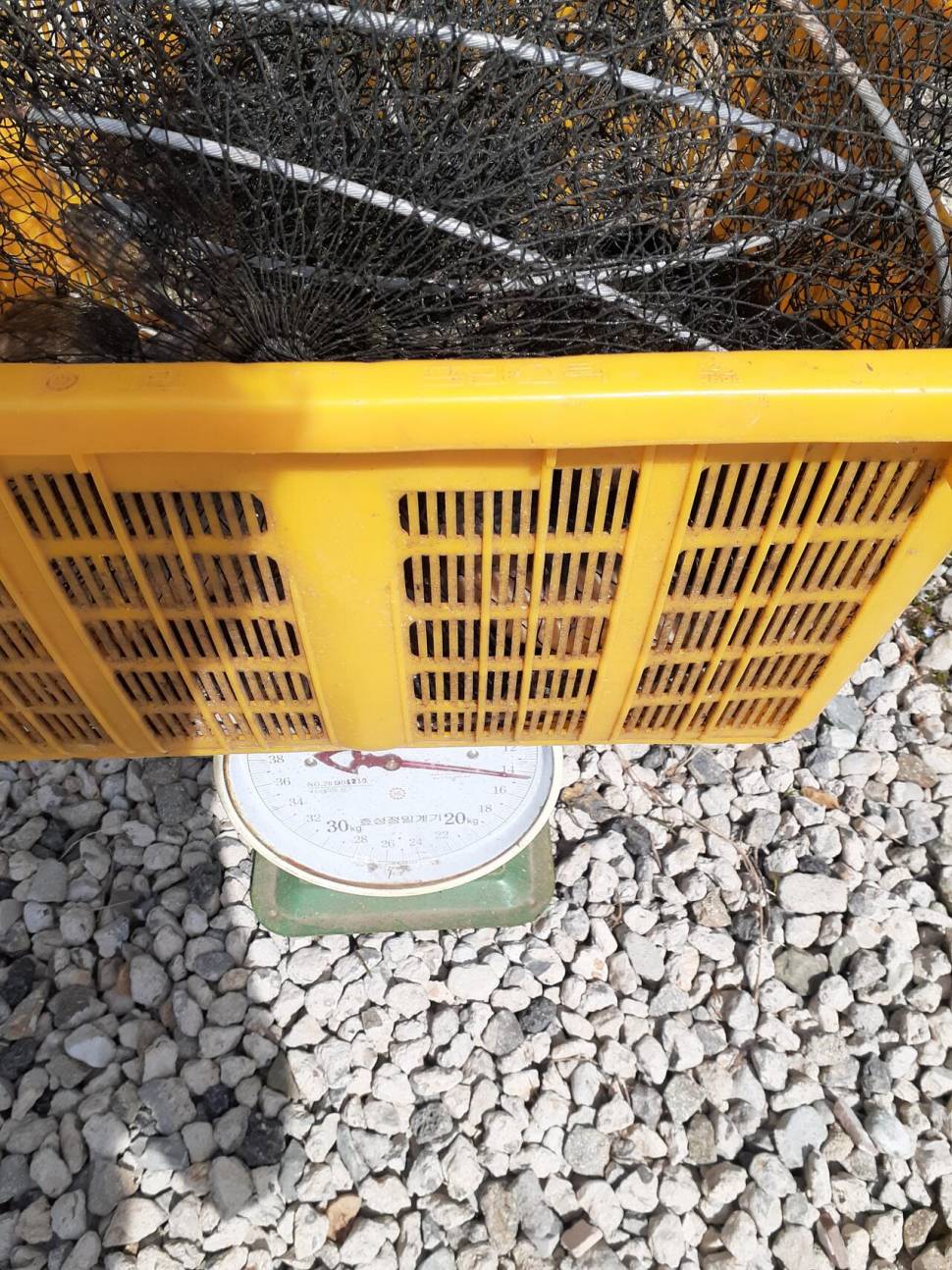 경주 동산낚시터붕어 전용잡이터지난주 조황 (유료터정보 - 유료터점주조황)