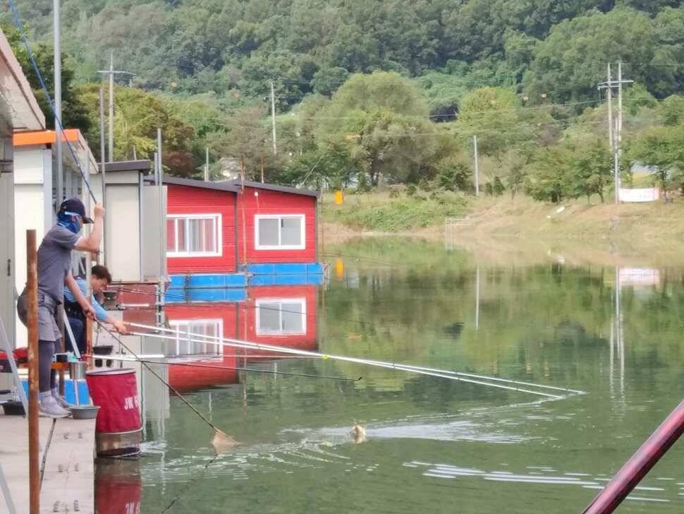 양평 수곡낚시터 9월28 오늘도 고르게 좋은 조황이 이어지고 있네요 오늘 붕어방류 완료하였습니다 (유료터정보 - 유료터점주조황)
