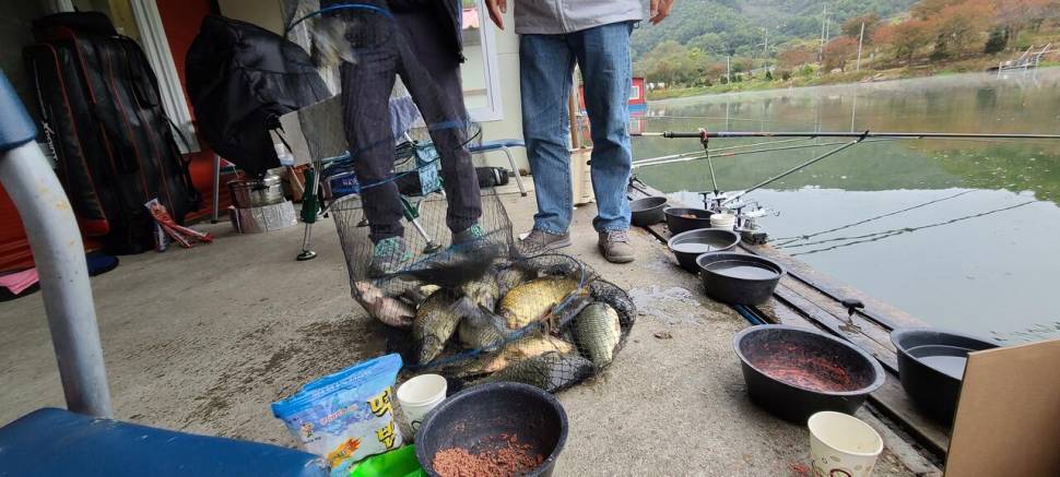 힐링 양평수곡낚시터 목금 주후반 꾸준한 조과 및 편차가 있네요 (유료터정보 - 유료터점주조황)