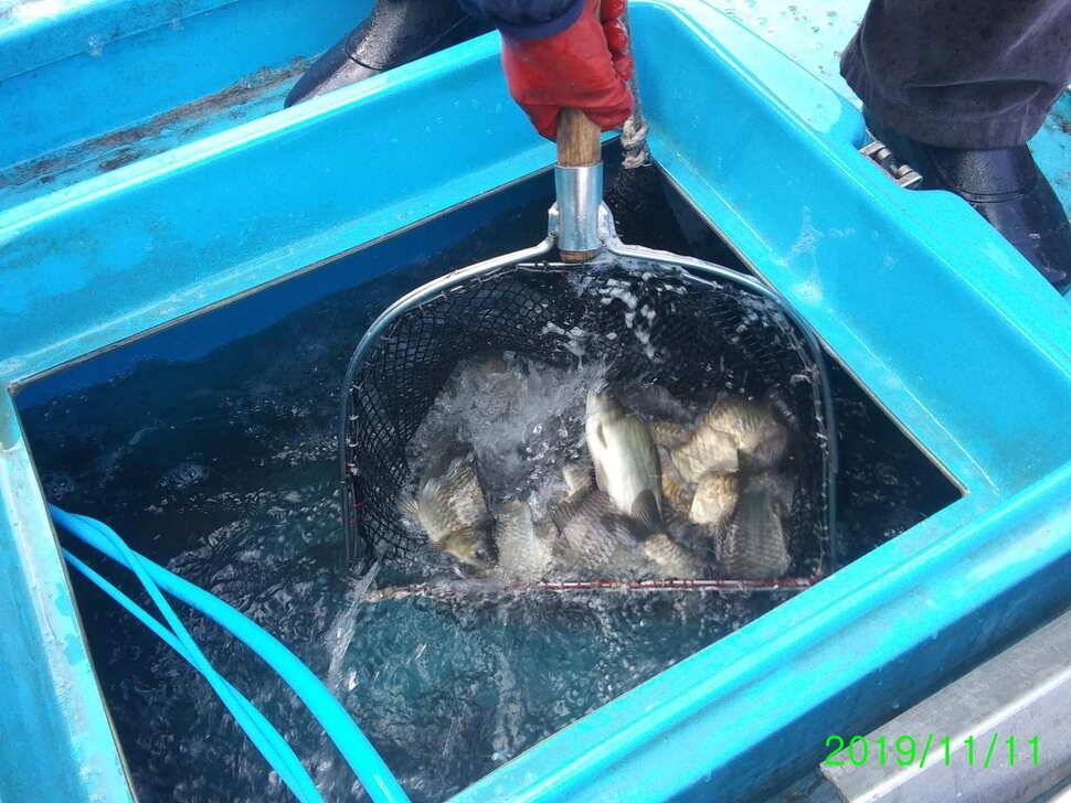 양평 수곡낚시터 오늘 붕어 대량 방류 및 조황 안내1111 (유료터정보 - 유료터점주조황)